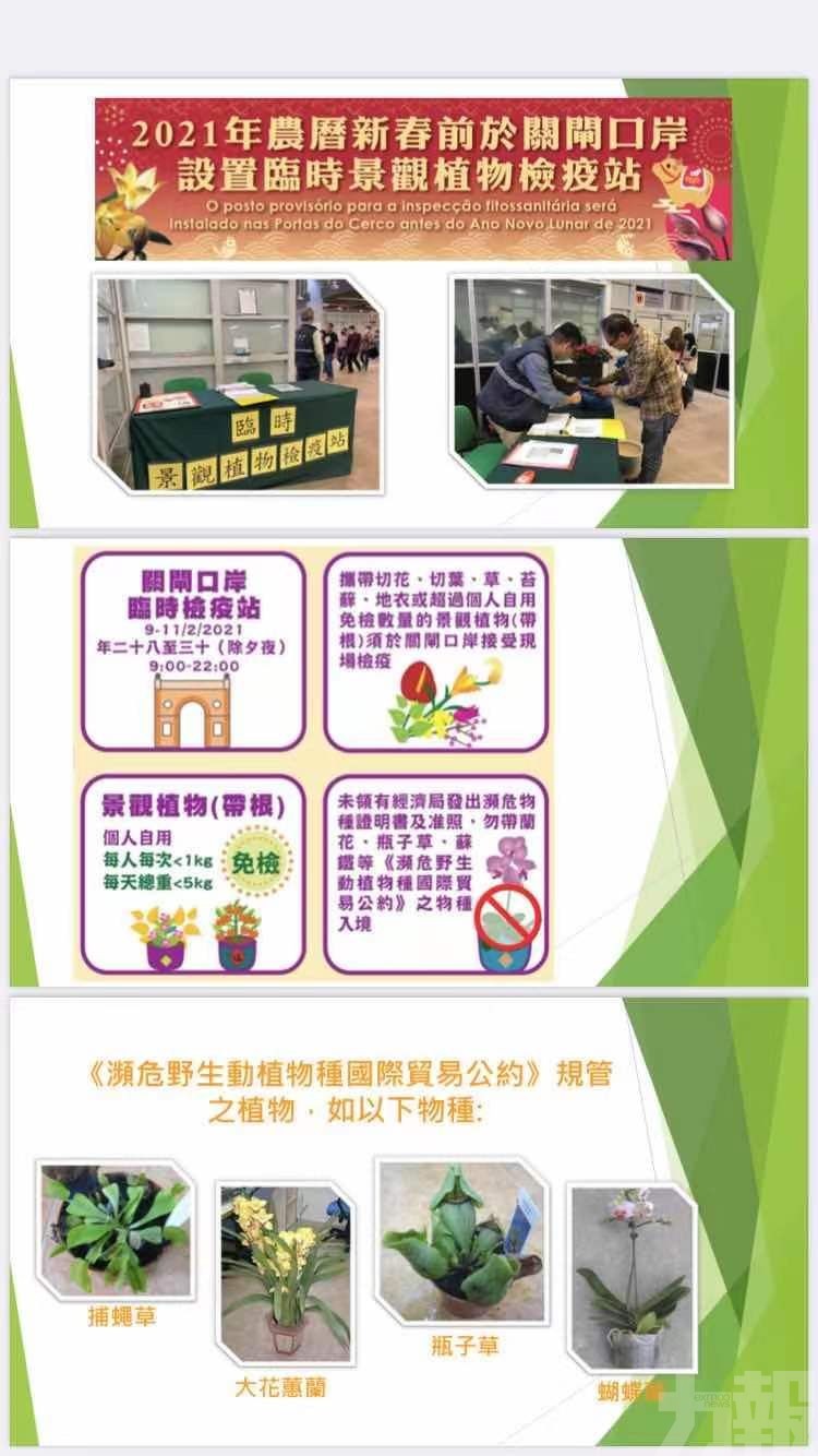 關閘設植物檢疫站檢年花全澳60地點亮新年燈飾 力報 今日時事 Cyberctm澳門no 1人氣社區 關閘設植物檢疫站檢年花全澳60地點亮新年燈飾 力報 今日時事 Cyberctm澳門no 1人氣社區