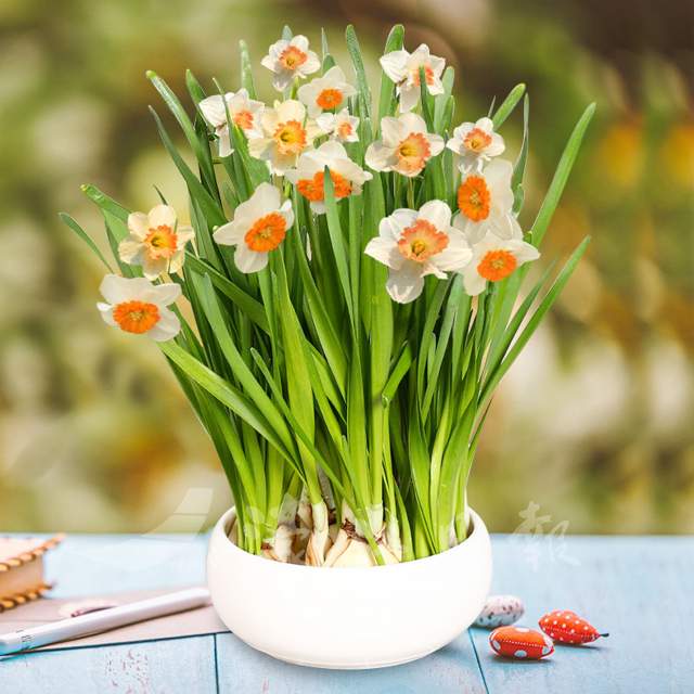 水仙花的風水寓意 濠江日報 今日時事 Cyberctm澳門no 1人氣社區 水仙花的風水寓意 濠江日報 今日時事 Cyberctm澳門no 1人氣社區