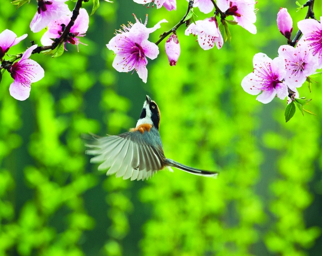 鳥語花香 澳門日報 今日時事 Cyberctm澳門no 1人氣社區 鳥語花香 澳門日報 今日時事 Cyberctm澳門no 1人氣社區