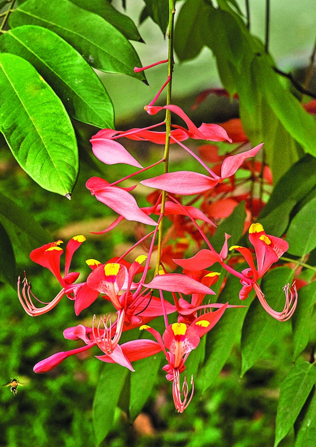 春花怒放 澳門日報 今日時事 Cyberctm澳門no 1人氣社區